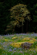 Camassia Garden & Oregon Oak